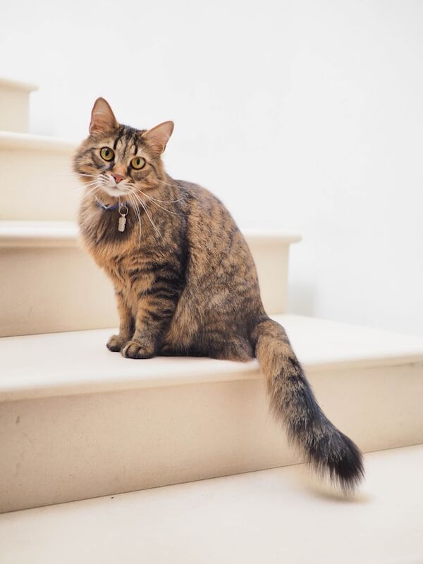 Eine braun-getigerte Katze sitzt auf einer Treppe und schaut neugierig in die Kamera